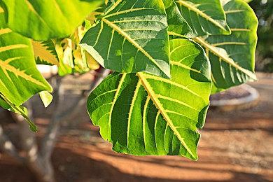 《赛车计划2》因授权到期现已从Steam永久下架